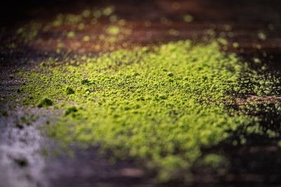 About the Matcha Boom